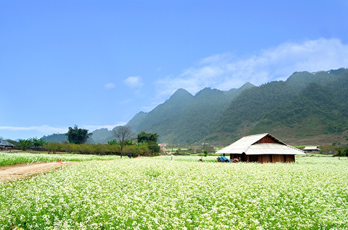 Moc Chau bung sang tinh khoi voi canh dong cai trang tuyet dep-Hinh-3