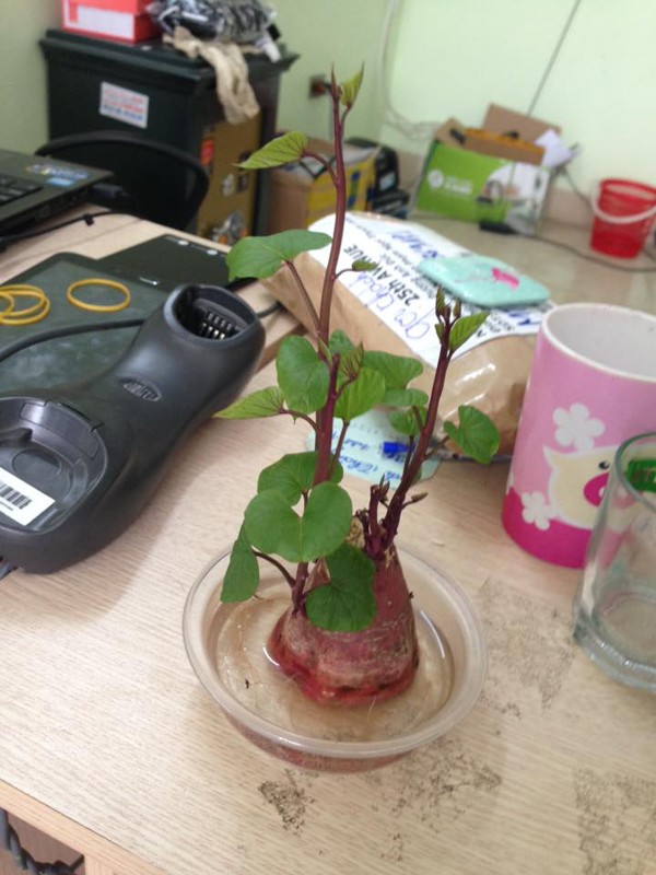 Trong cu khoai bonsai xu the choi cay moi cua gioi tre Viet-Hinh-6