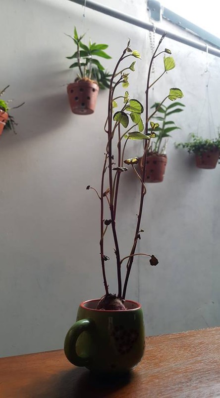 Trong cu khoai bonsai xu the choi cay moi cua gioi tre Viet-Hinh-8