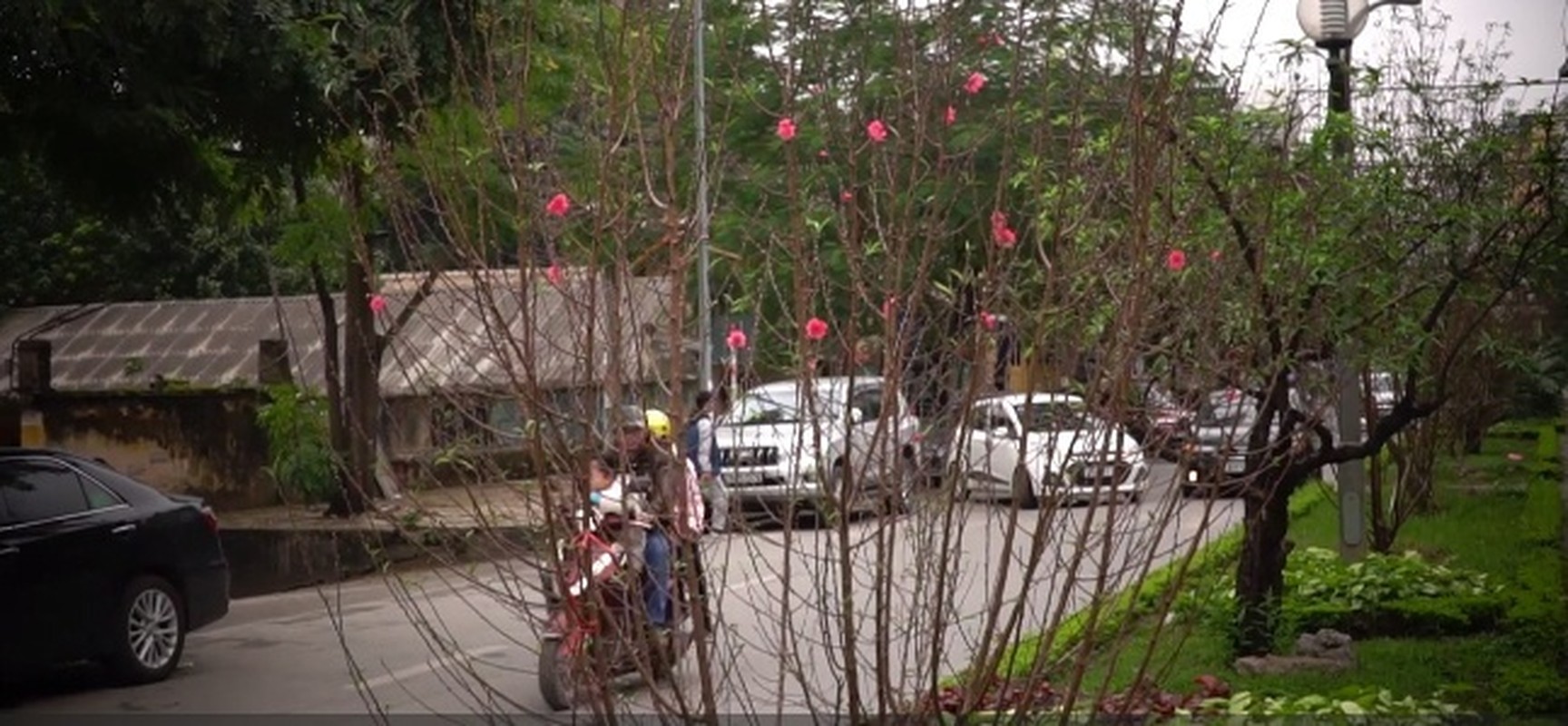 Cam nhan khong khi xuan ve som tren con duong hoa dao-Hinh-2