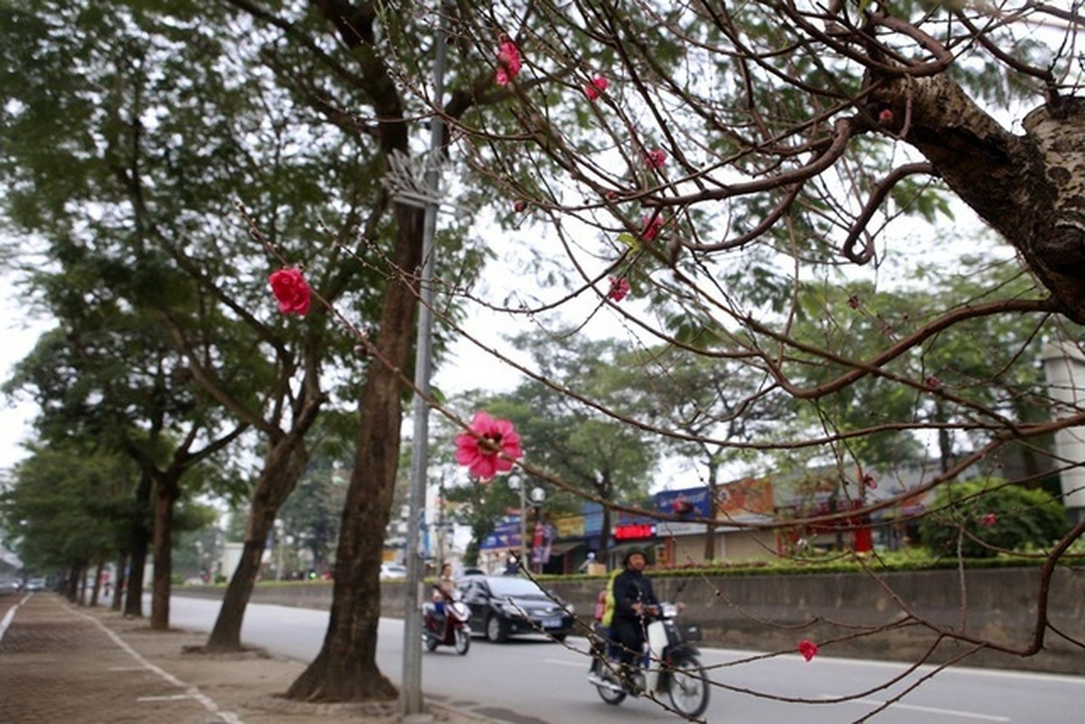 Cam nhan khong khi xuan ve som tren con duong hoa dao-Hinh-5