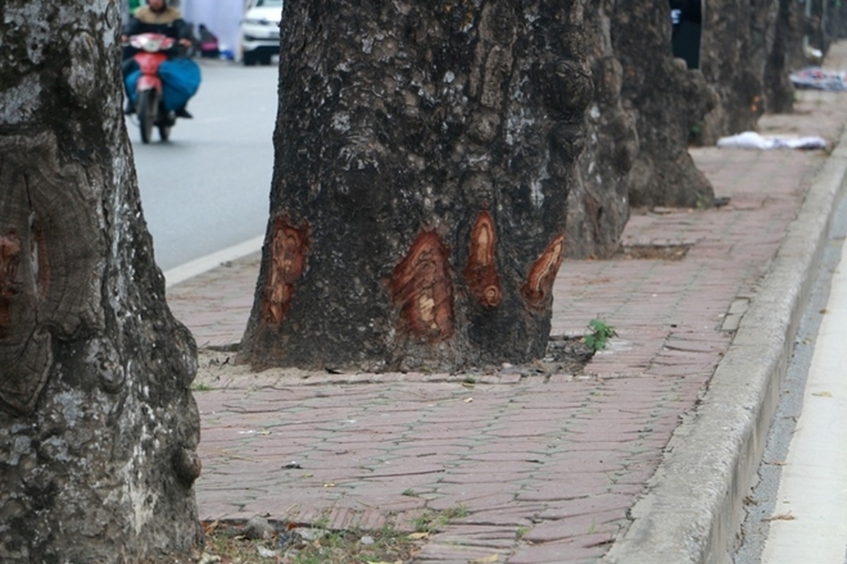 La lung: Hang loat cay xa cu Ha Noi bi “lot da“-Hinh-11