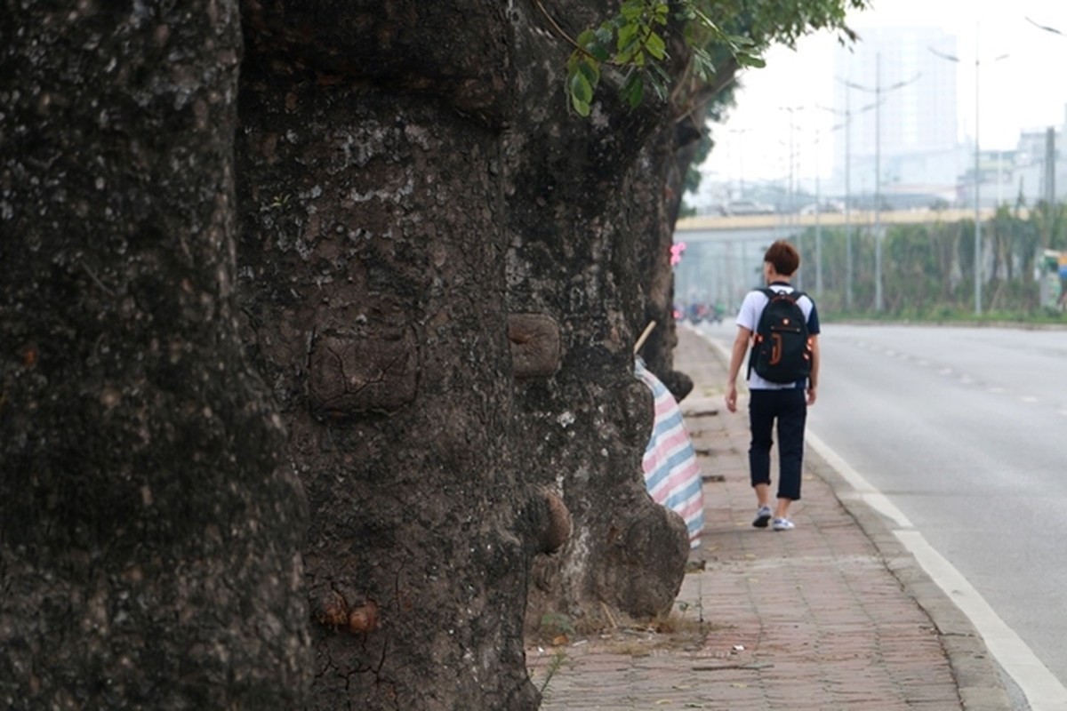 La lung: Hang loat cay xa cu Ha Noi bi “lot da“-Hinh-12