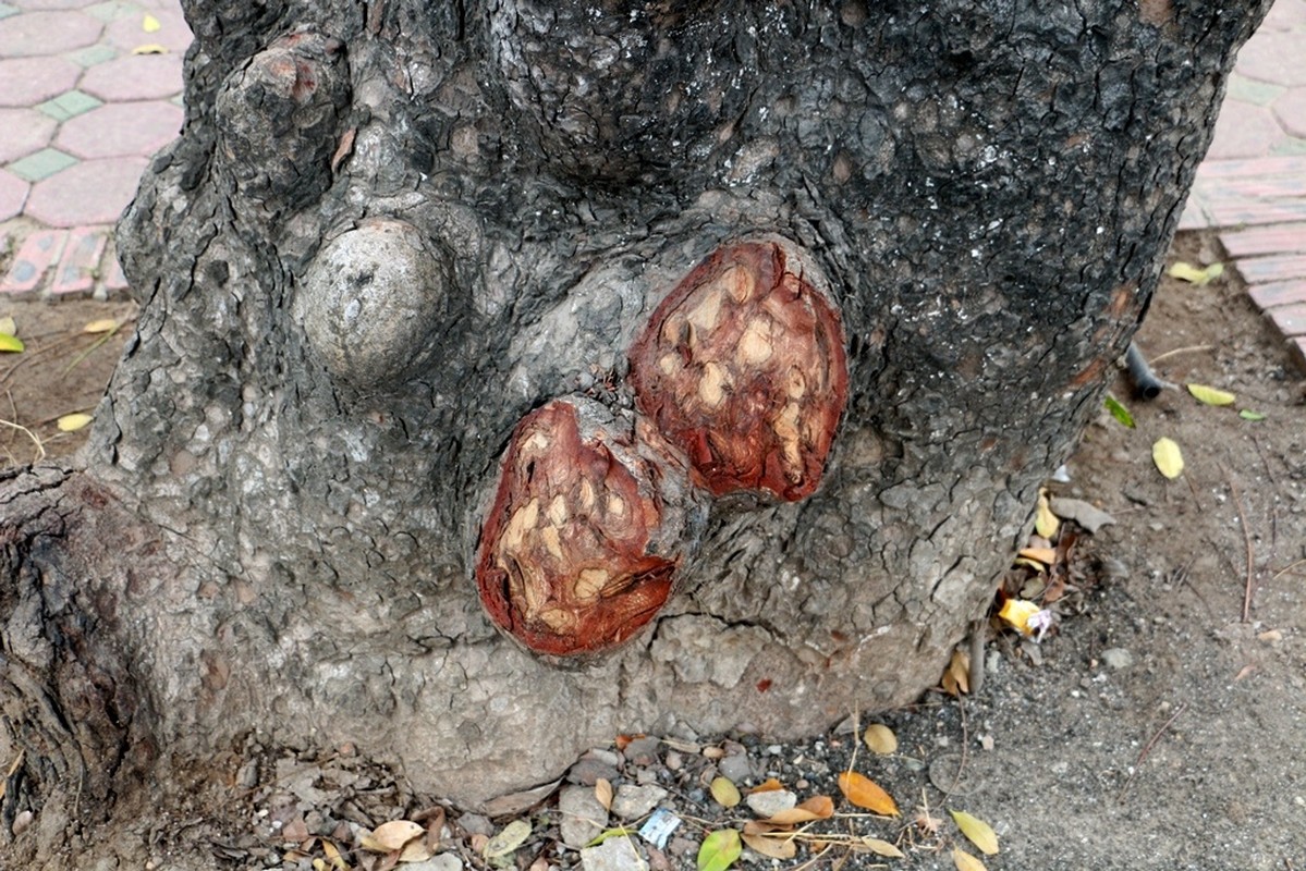 La lung: Hang loat cay xa cu Ha Noi bi “lot da“-Hinh-4