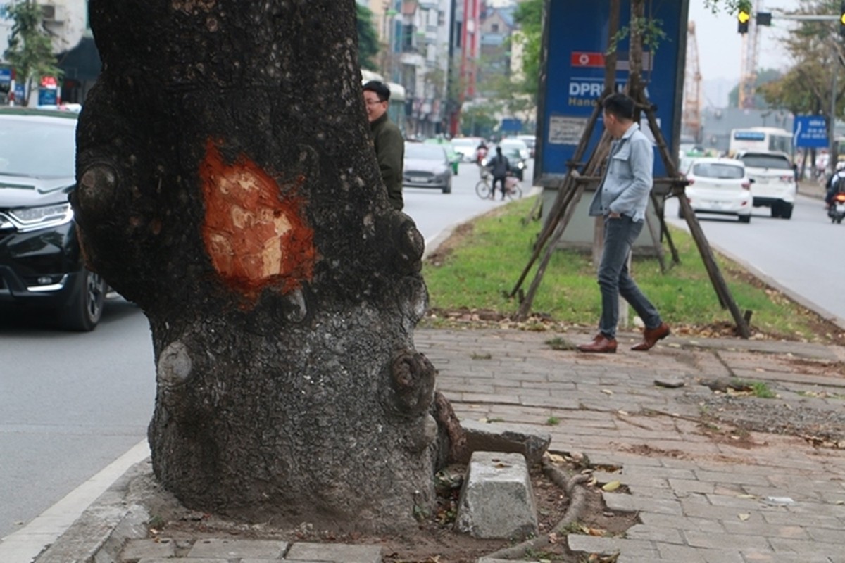 La lung: Hang loat cay xa cu Ha Noi bi “lot da“-Hinh-8