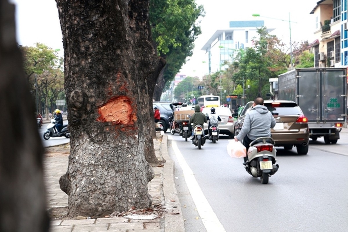 La lung: Hang loat cay xa cu Ha Noi bi “lot da“