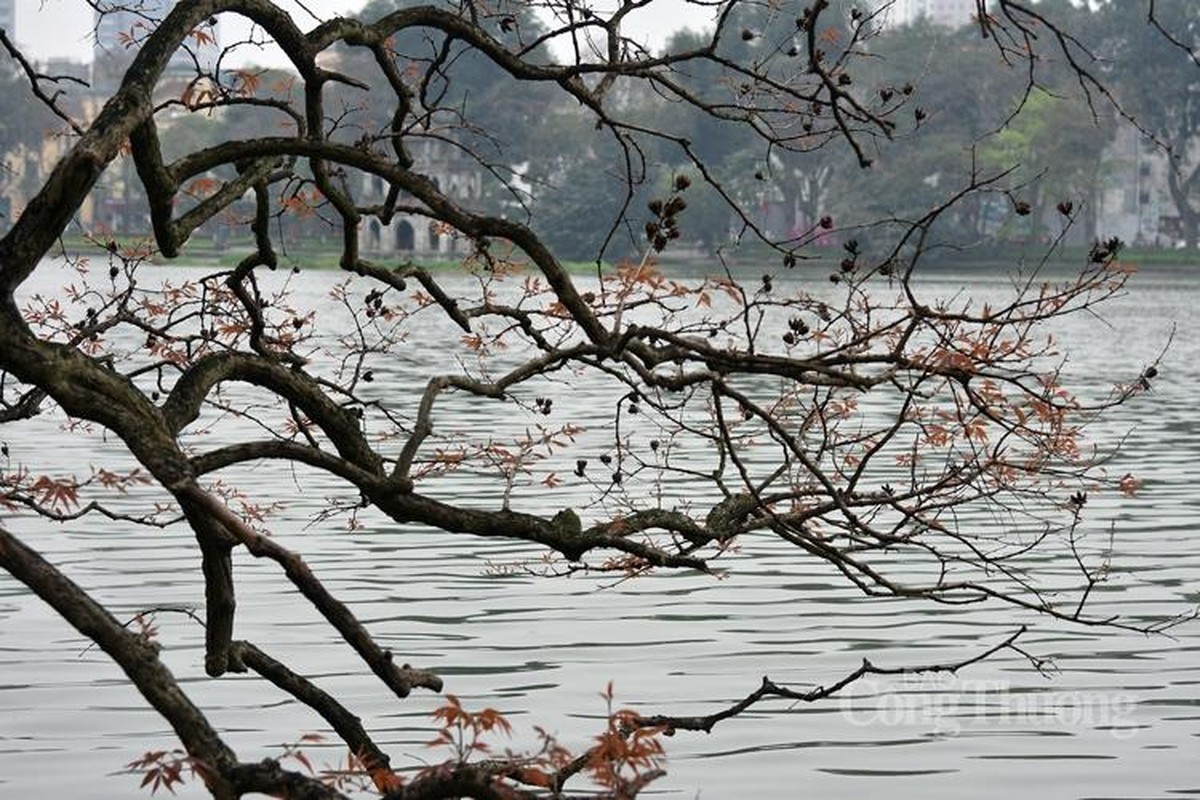 Ha Noi dep nhu chau Au mua cay thay la-Hinh-21