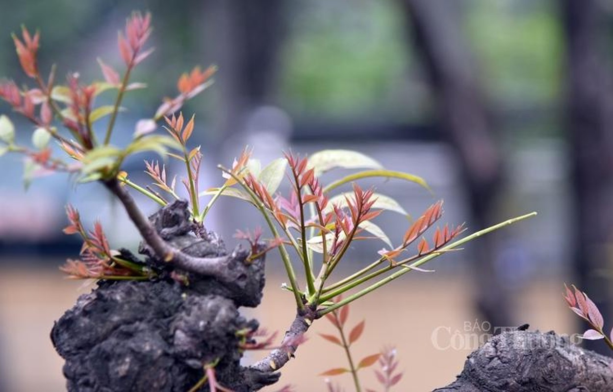 Ha Noi dep nhu chau Au mua cay thay la-Hinh-22