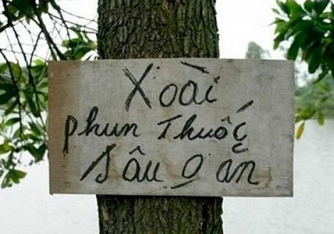 Vao vuon sau rieng, ke trom phai hu via khi thay canh tuong nay-Hinh-9