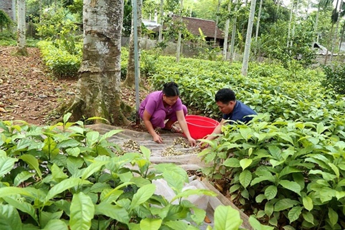 Trong cay truoc moc hoang dan Viet mua o to, kiem tien ty-Hinh-5