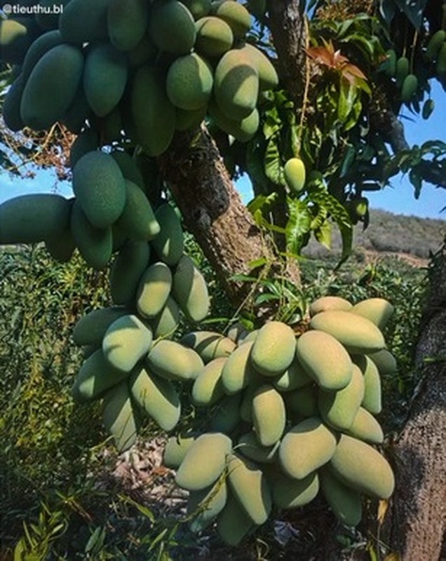 Cay xoai du hinh anh va am thanh, netizen 