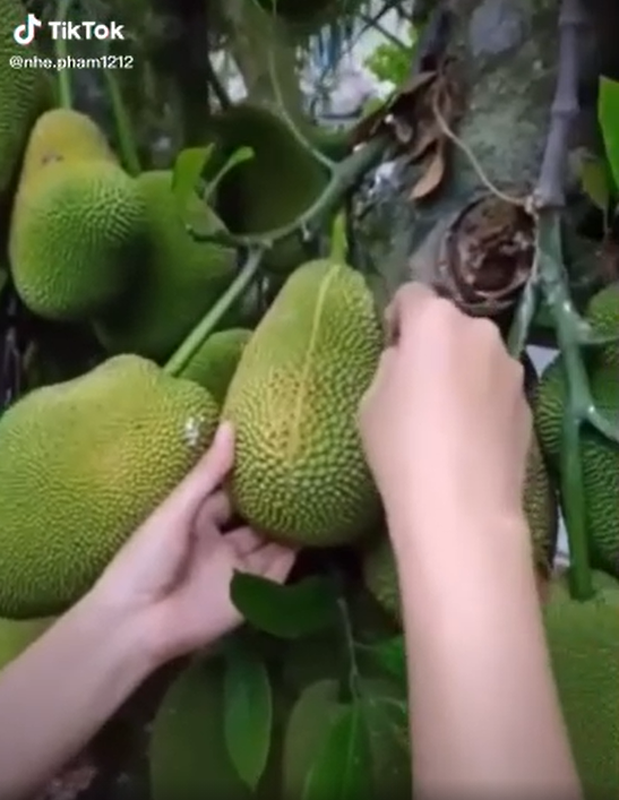 Bo mit ngay tren cay, co gai lam netizen 