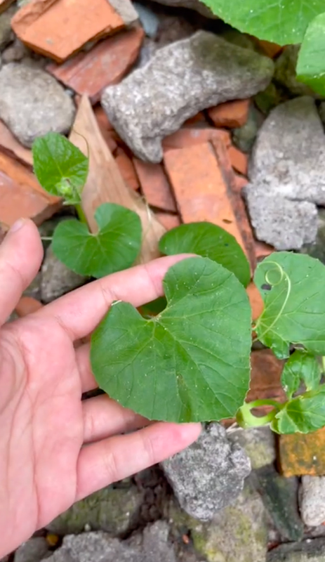 An dua luoi vut hat lung tung, co gai bat ngo voi thanh qua-Hinh-2