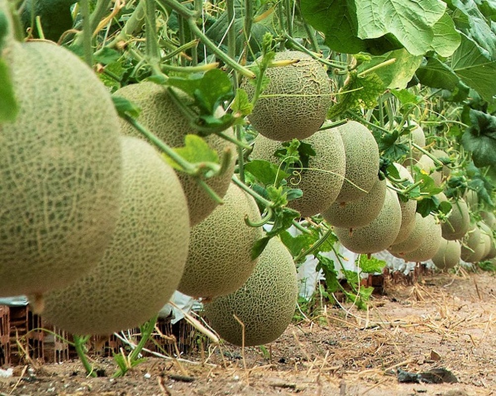 An dua luoi vut hat lung tung, co gai bat ngo voi thanh qua-Hinh-8