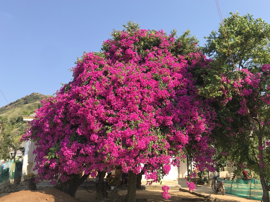 Xon xao cay hoa giay khung, netizen nghe gia ma het hon-Hinh-7