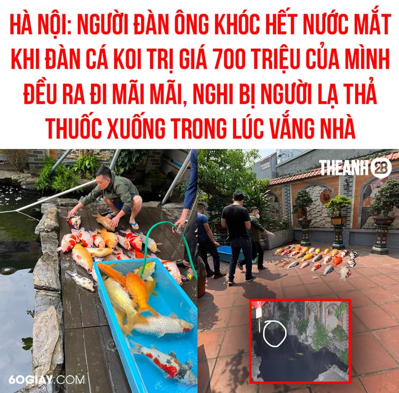 Dan ca Koi chet cung, nhin mat chu nhan netizen thay ma thuong