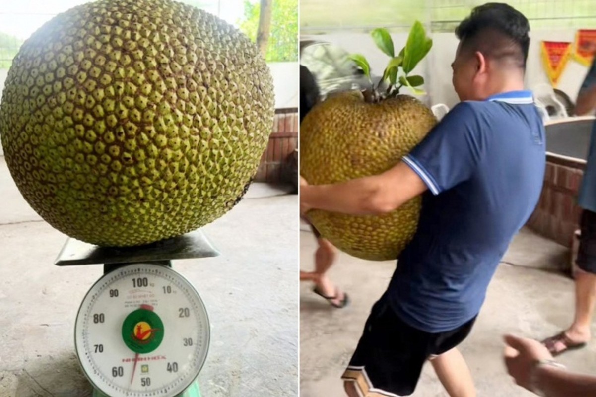 View - 	Netizen tò mò quả chủ nhà bổ quả mít khủng gần 55kg