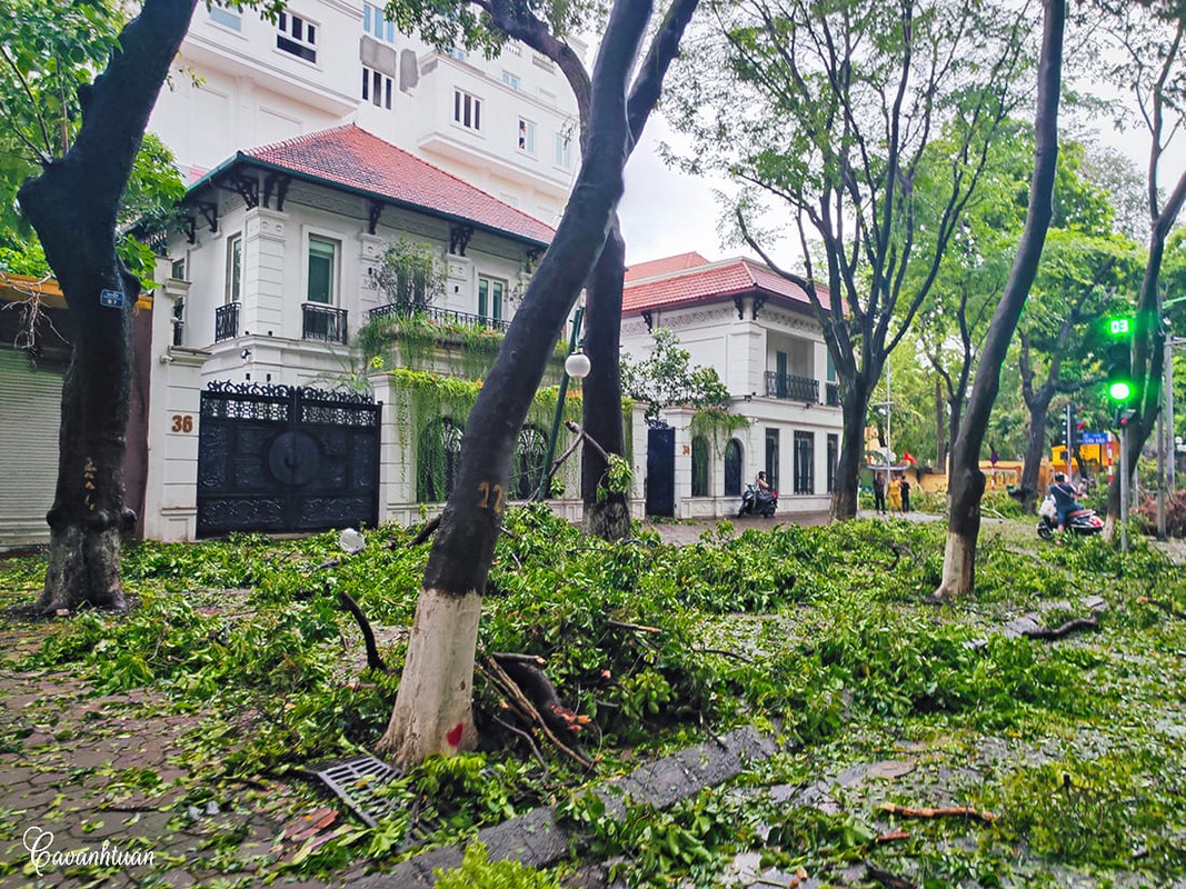 View - 	Cây cổ thụ Hà Nội bị bão Yagi quật ngã người dân tiếc nuối