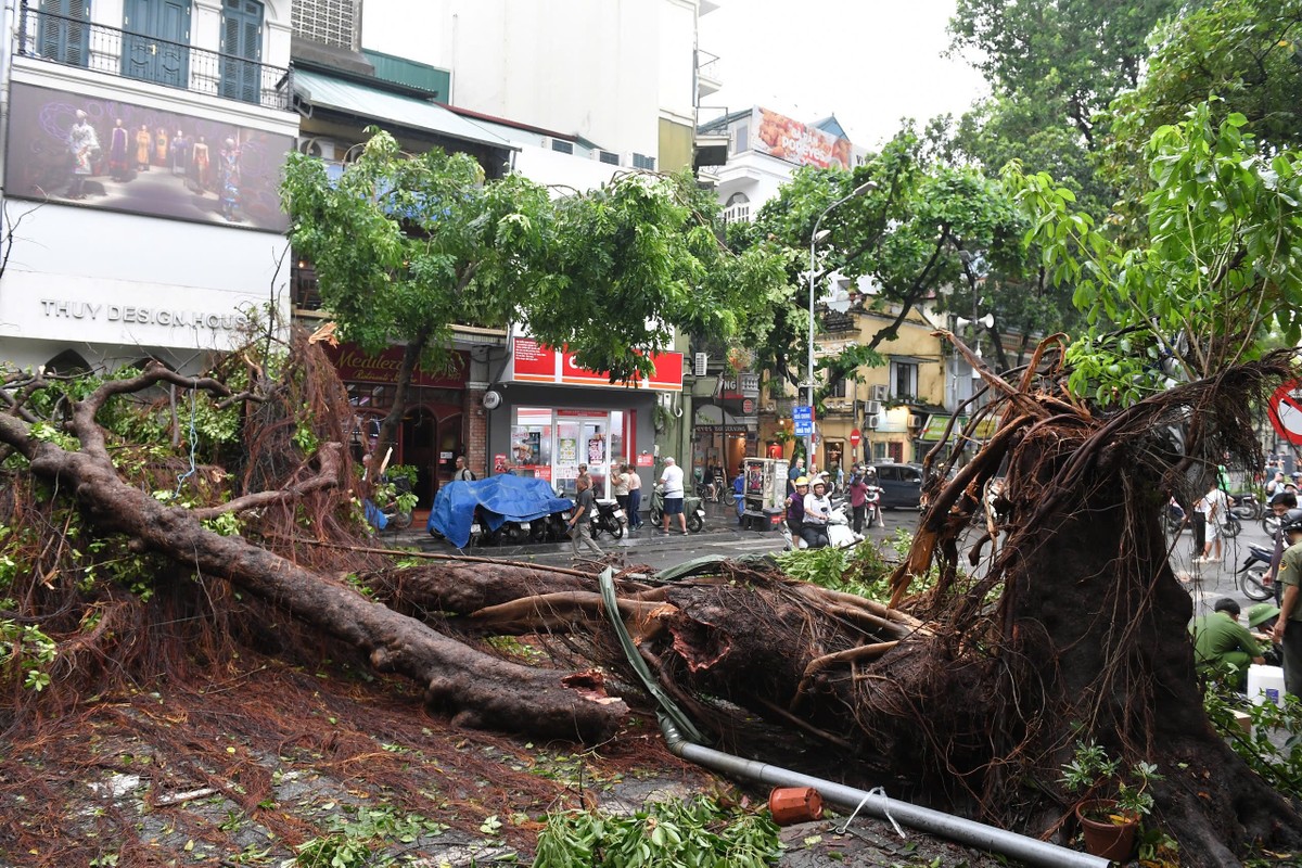 Cay co thu Ha Noi bi bao Yagi quat nga, nguoi dan tiec nuoi-Hinh-3