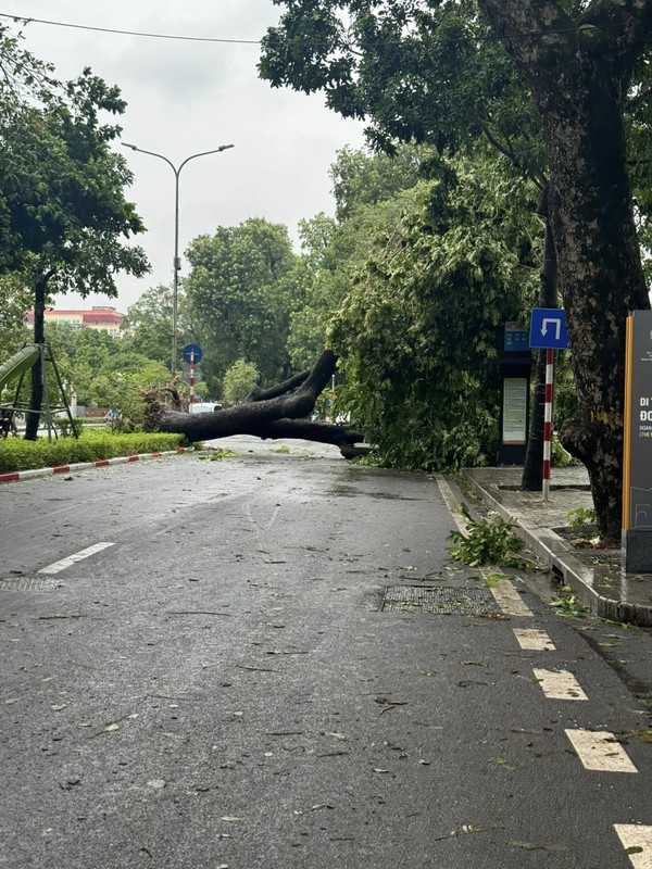 View - 	Cây cổ thụ Hà Nội bị bão Yagi quật ngã người dân tiếc nuối