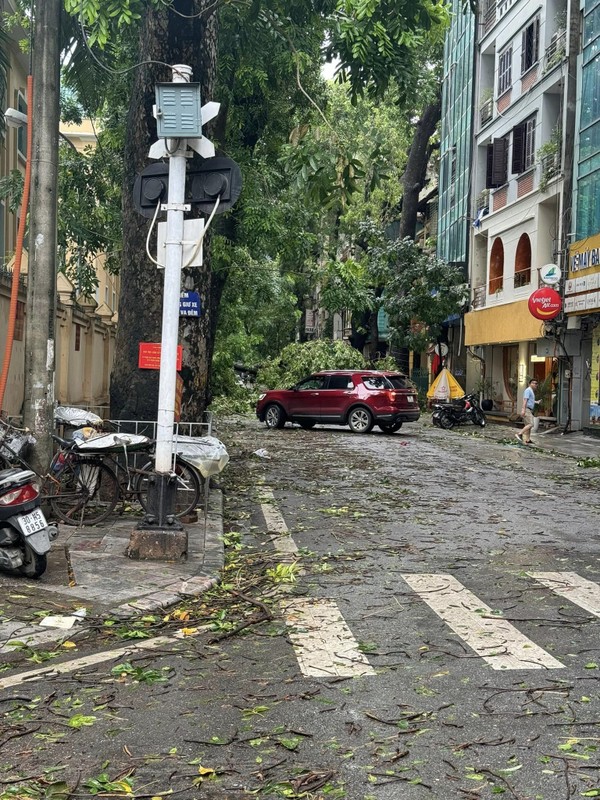 Cay co thu Ha Noi bi bao Yagi quat nga, nguoi dan tiec nuoi-Hinh-9