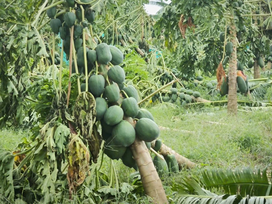 Netizen keu goi giai cuu nong san giup dong bao lu lut