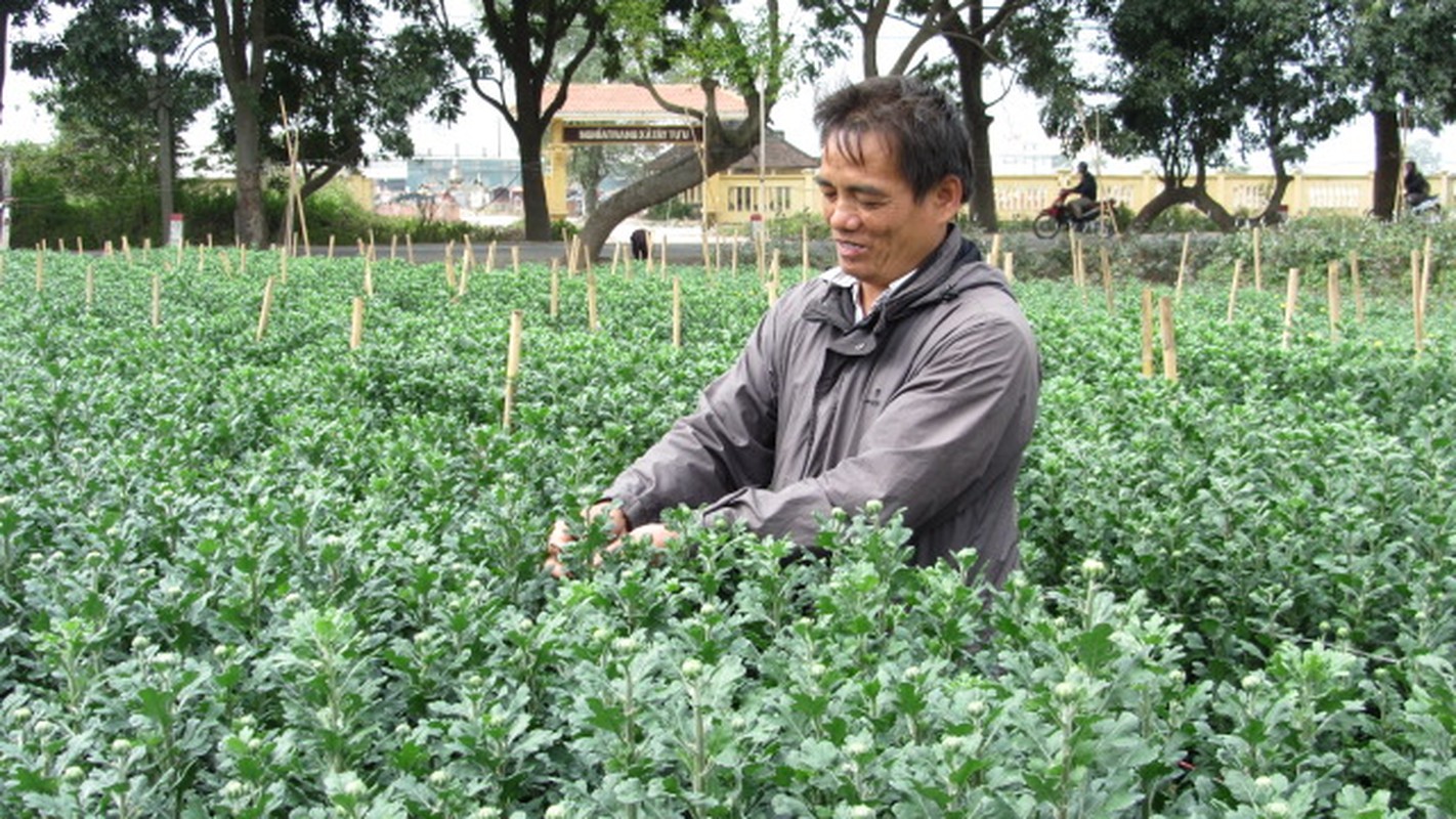 Lang hoa Tay Tuu ruc ro nhung ngay can Tet-Hinh-8