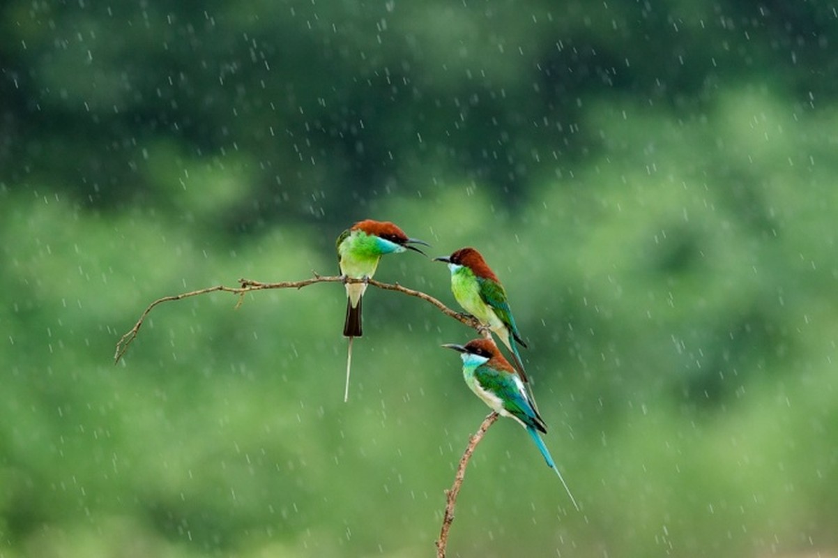 Anh dong vat tuan: Ga go doi dau ran co-Hinh-8