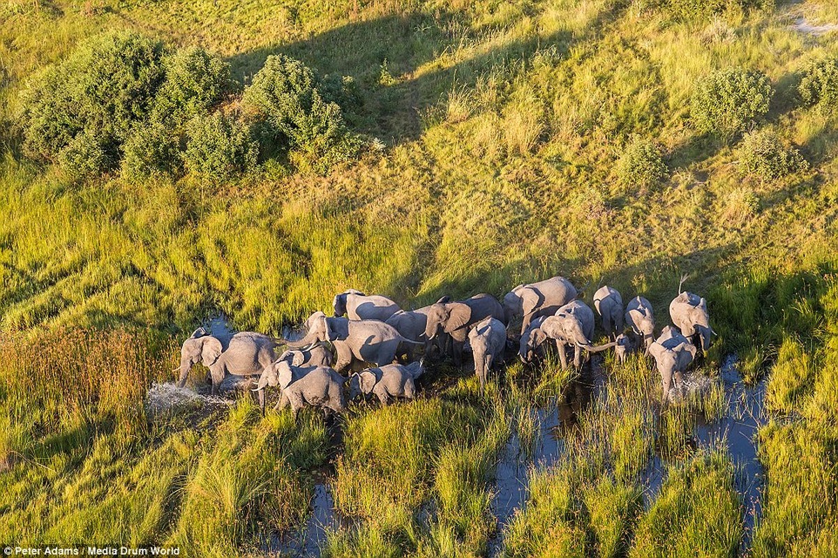 Anh tren cao tuyet dep ve dong vat hoang da o Botswana-Hinh-12