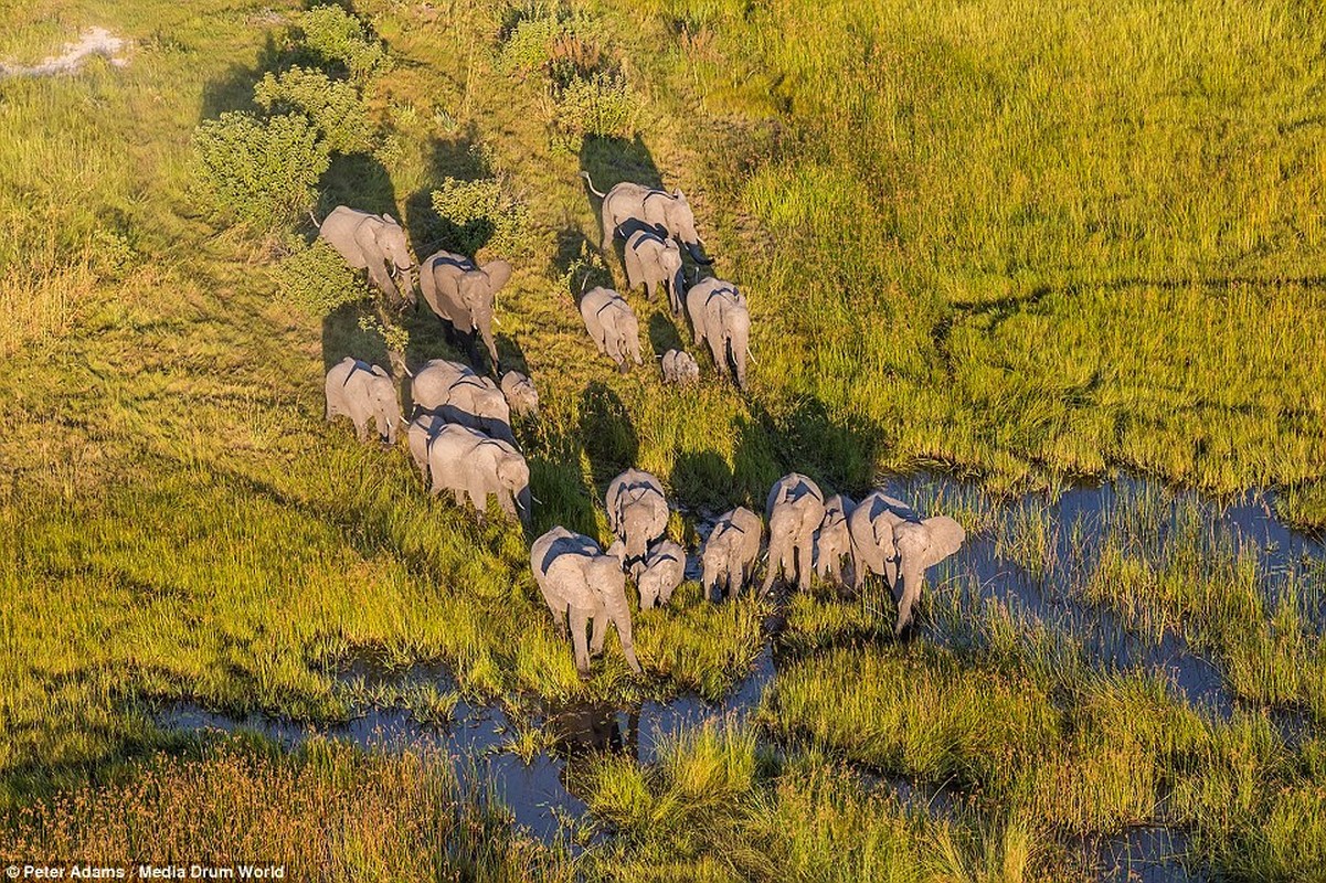 Anh tren cao tuyet dep ve dong vat hoang da o Botswana-Hinh-2