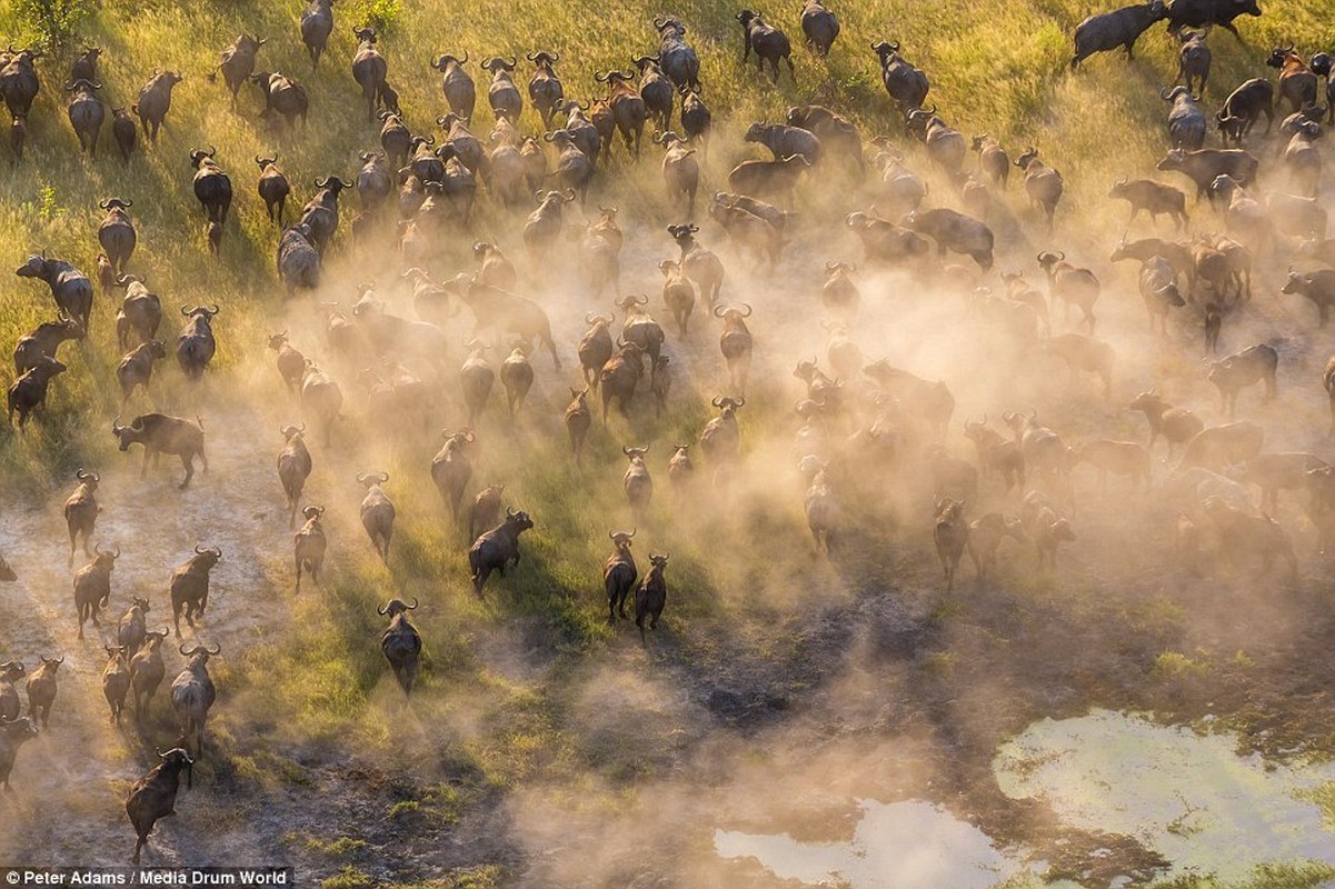 Anh tren cao tuyet dep ve dong vat hoang da o Botswana-Hinh-5