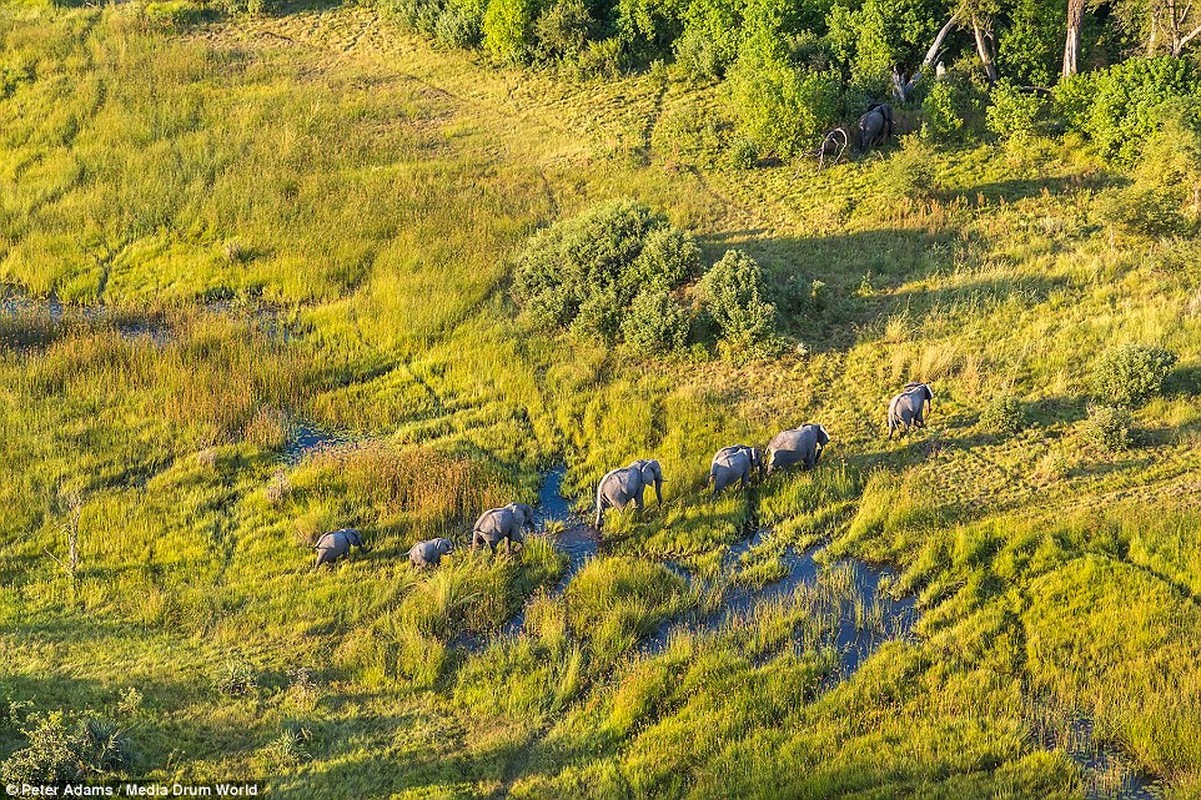 Anh tren cao tuyet dep ve dong vat hoang da o Botswana-Hinh-6