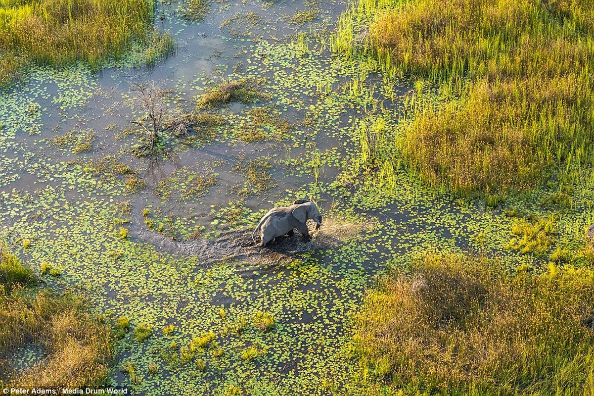 Anh tren cao tuyet dep ve dong vat hoang da o Botswana-Hinh-7