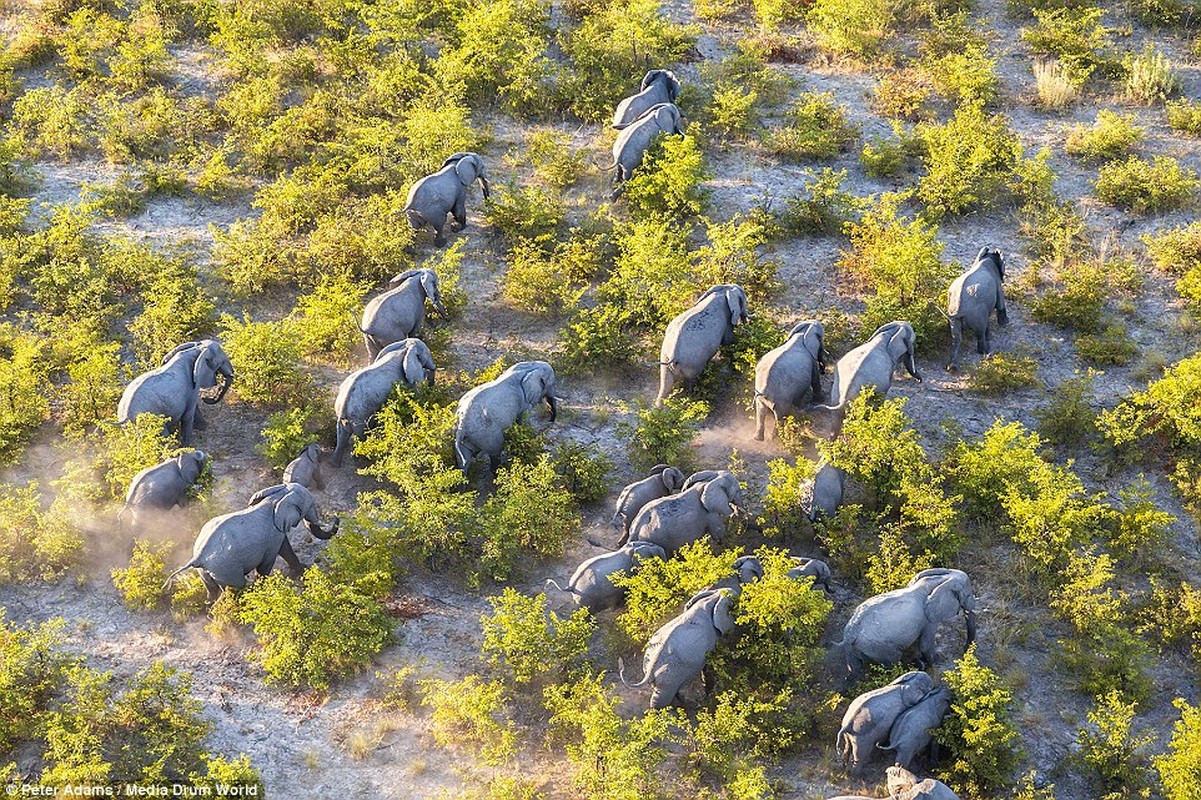 Anh tren cao tuyet dep ve dong vat hoang da o Botswana-Hinh-8