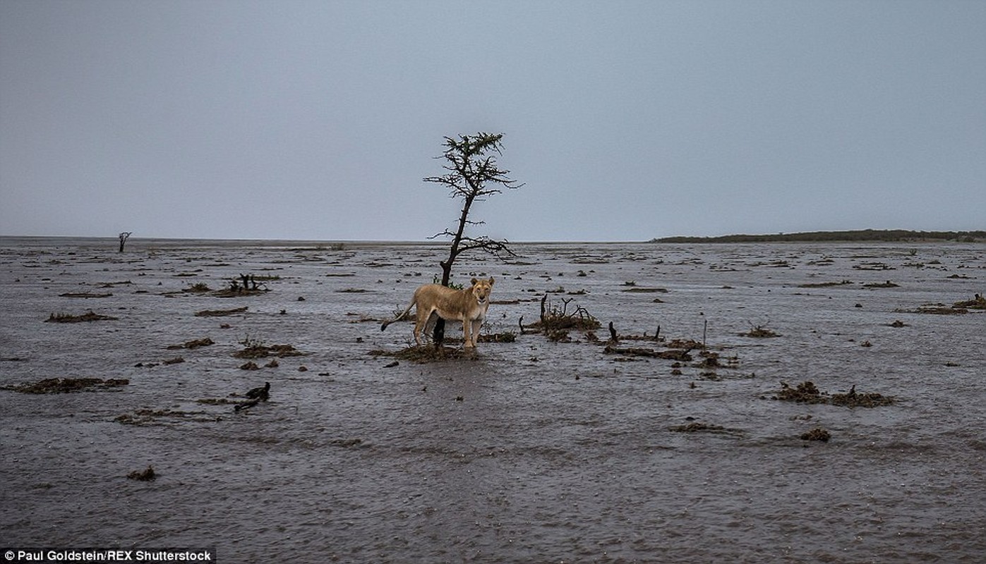 Su tu khon kho vi lu lut o Kenya