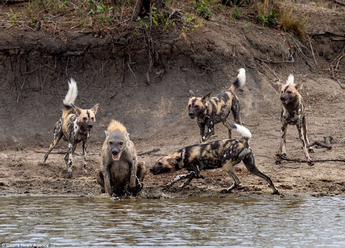 Kich liet linh cau mot minh chien dau voi bay cho hoang-Hinh-6