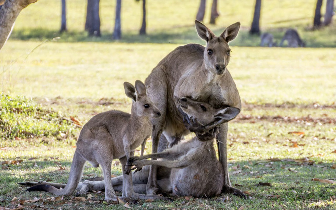 Anh dong vat tuan: Xuc dong kangaroo me om con da chet