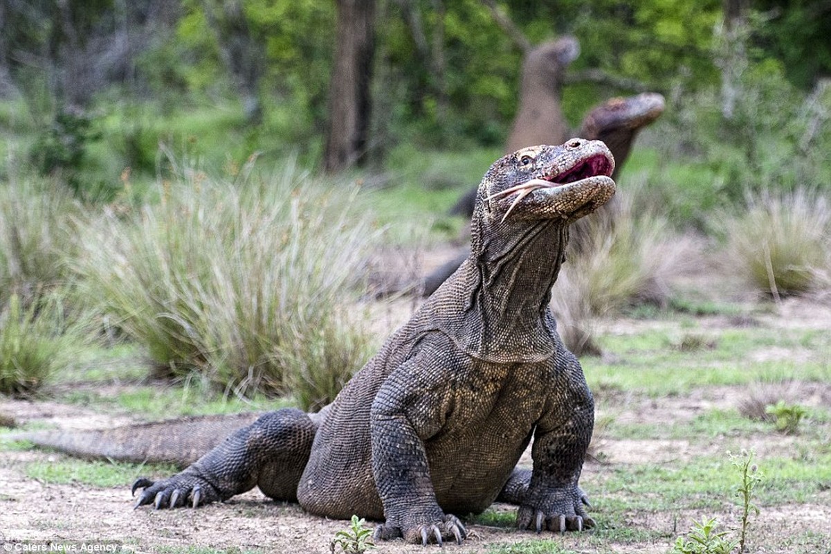 Hai hung canh rong Komodo khong lo ha sat de nui-Hinh-13