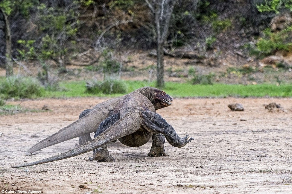 Hai hung canh rong Komodo khong lo ha sat de nui-Hinh-14