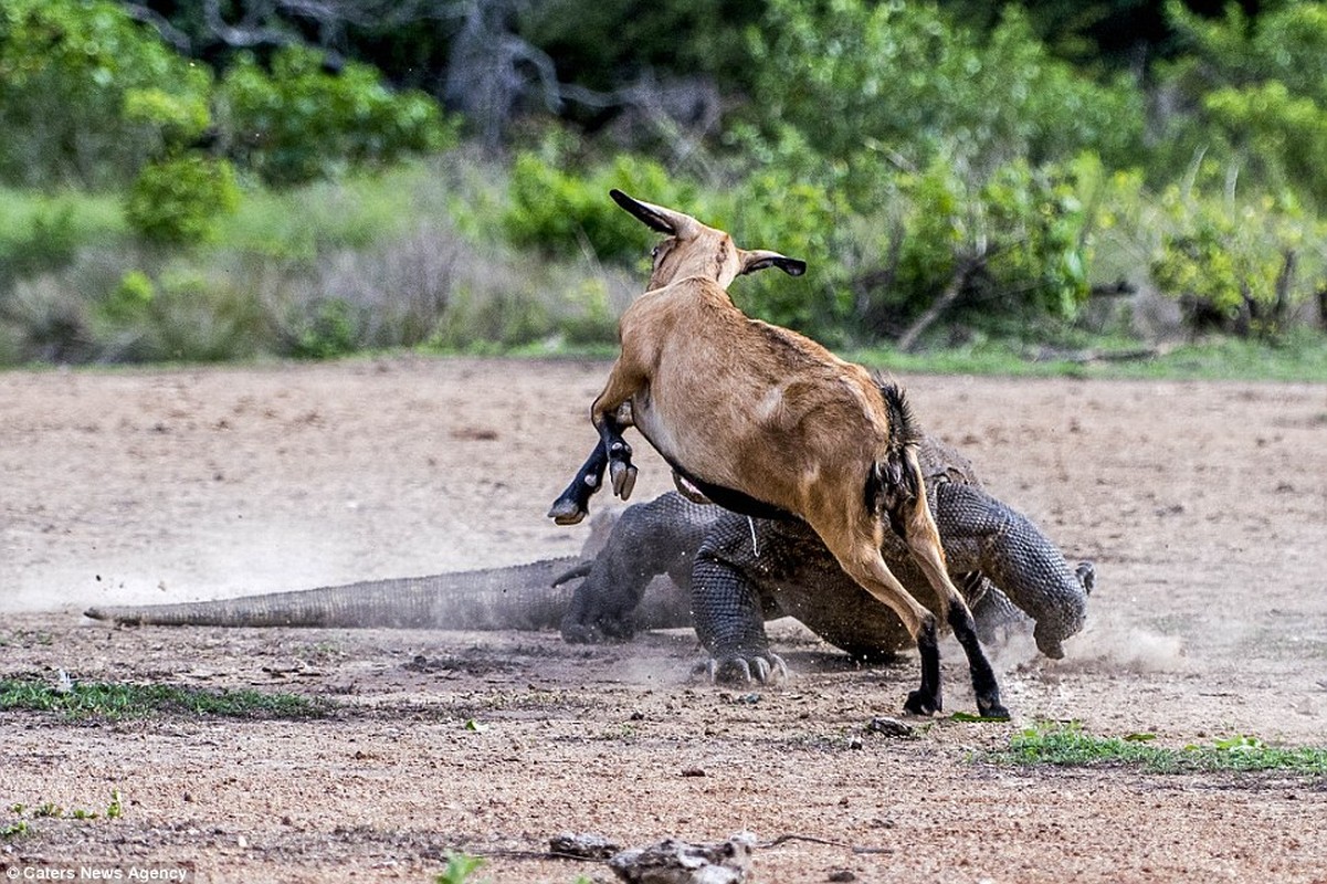 Hai hung canh rong Komodo khong lo ha sat de nui-Hinh-5