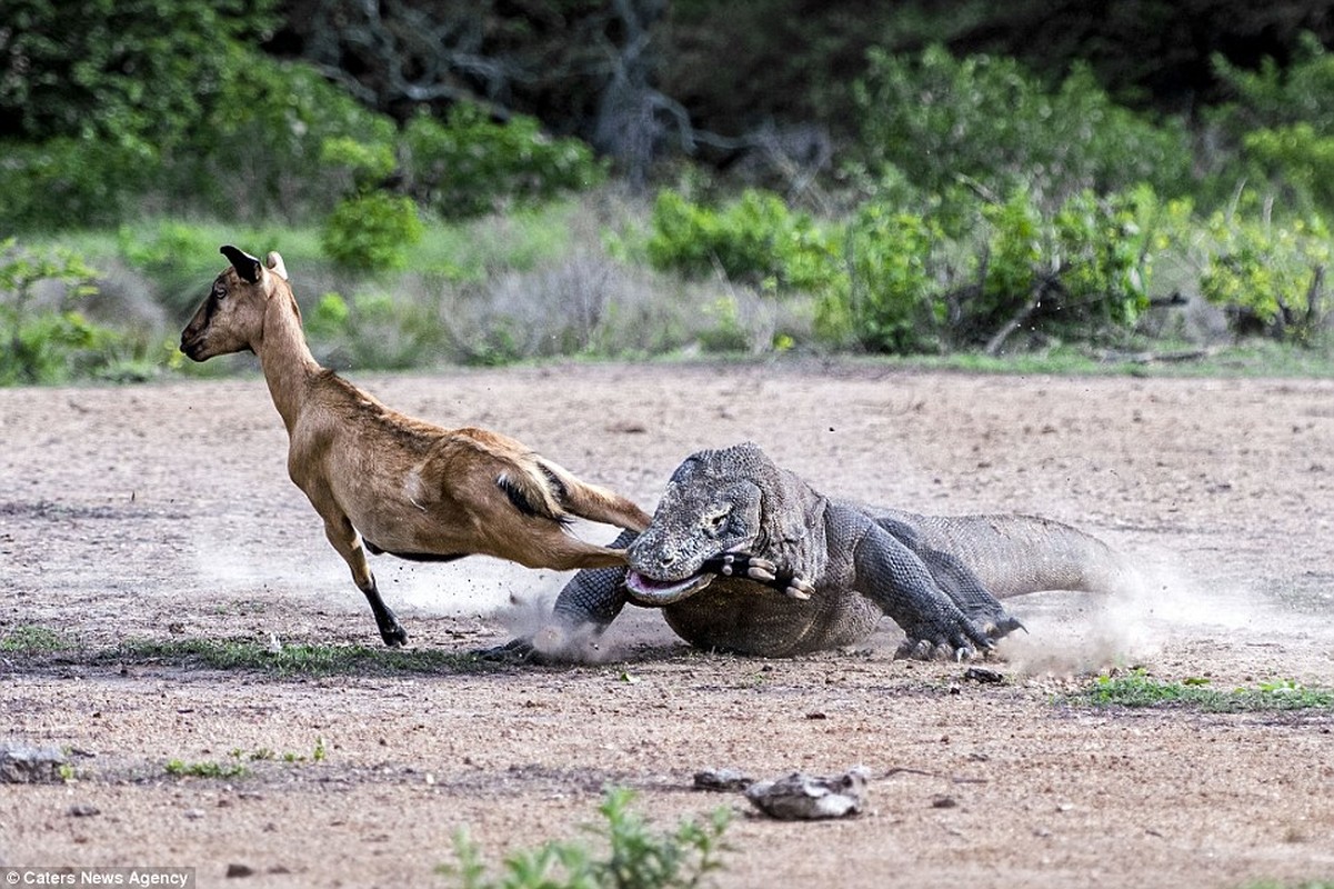 Hai hung canh rong Komodo khong lo ha sat de nui-Hinh-6