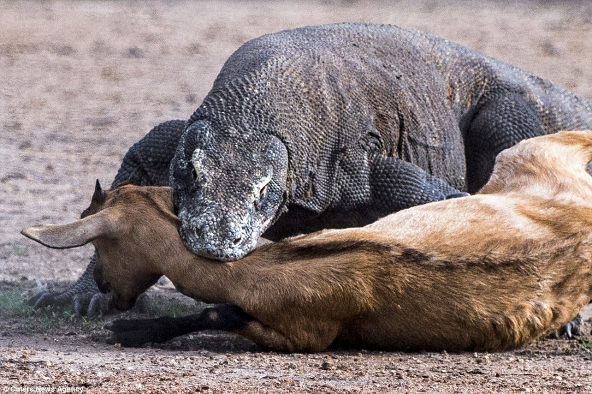 Hai hung canh rong Komodo khong lo ha sat de nui-Hinh-8