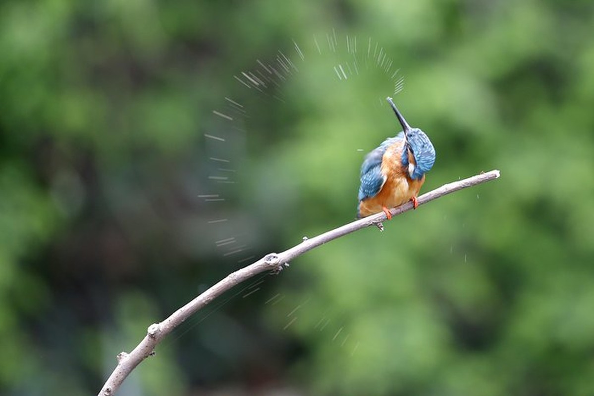 Anh dong vat tuan: Trau rung hat tung su tu len khong-Hinh-7