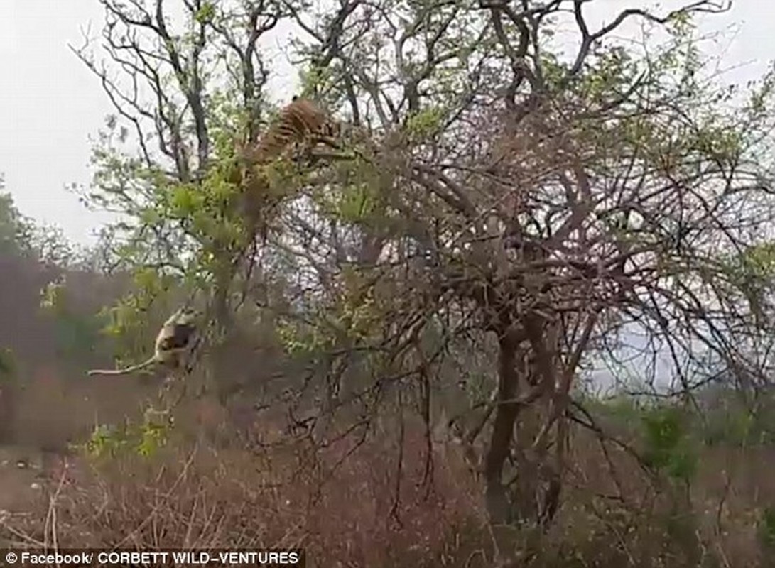 Ho doi san khi tren cay va ket cuc “chet cuoi“