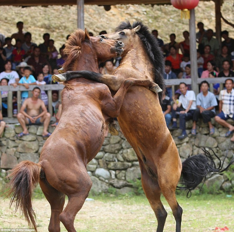 Lai them canh choi ngua tan khoc khien nguoi xem suy ngam-Hinh-5