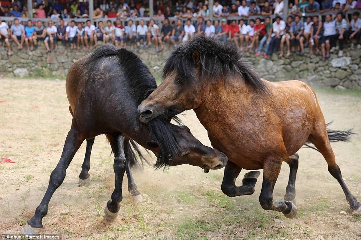 Lai them canh choi ngua tan khoc khien nguoi xem suy ngam-Hinh-6