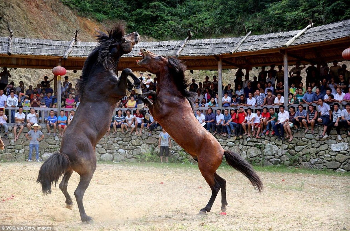 Lai them canh choi ngua tan khoc khien nguoi xem suy ngam-Hinh-8