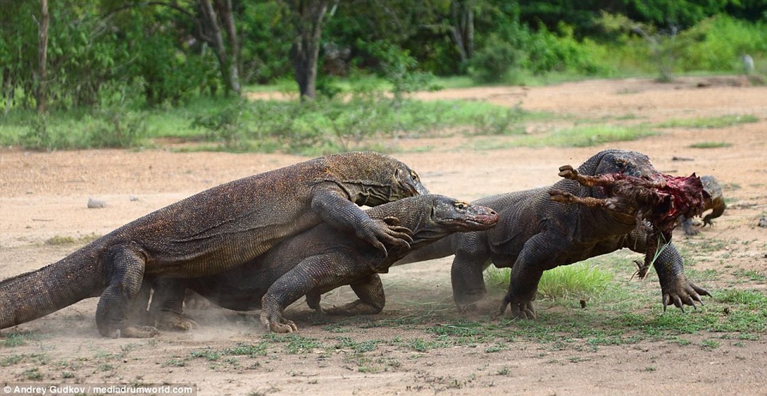 Cuoc chien tranh moi dam mau cua rong Komodo-Hinh-2