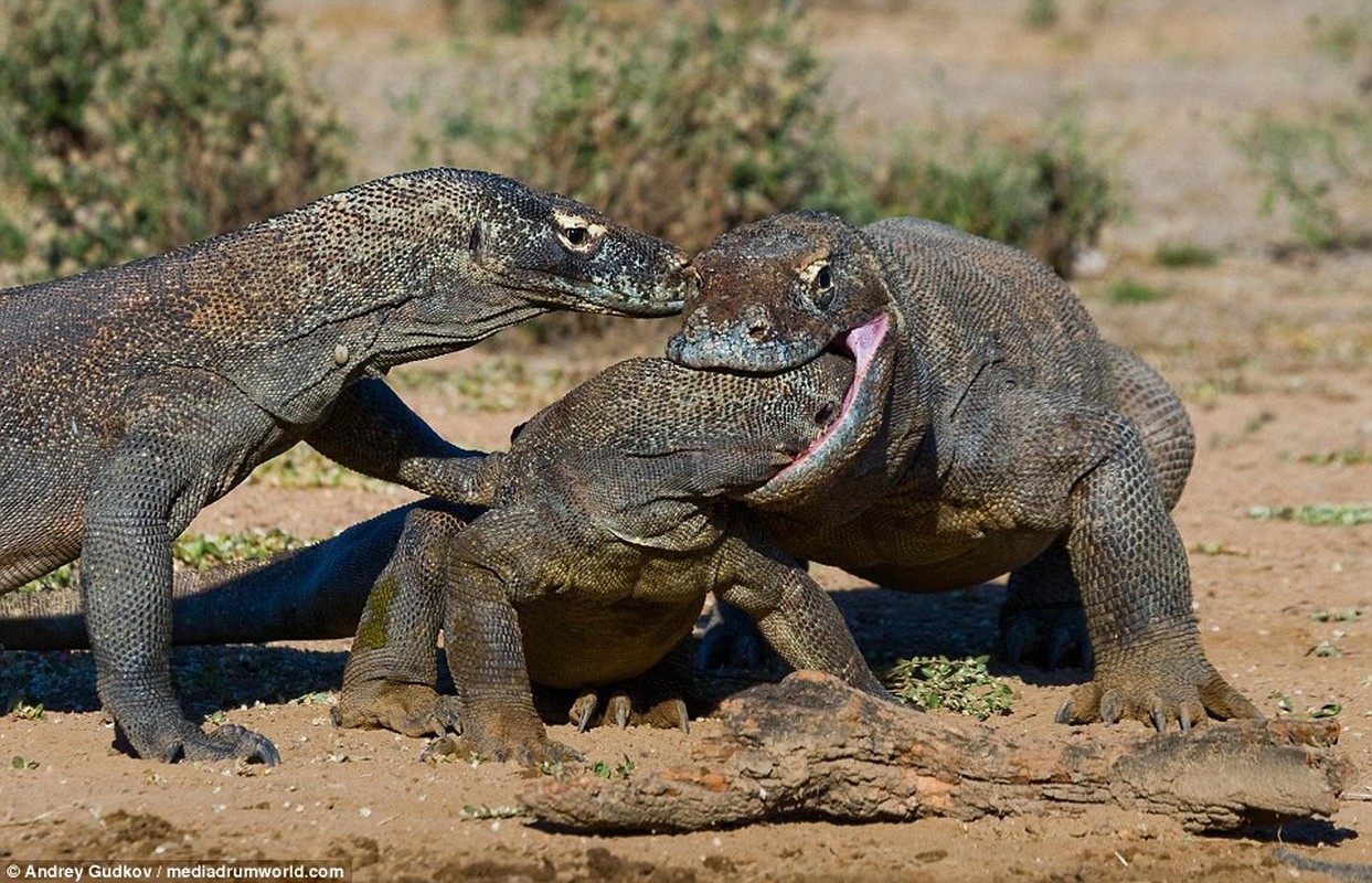 Cuoc chien tranh moi dam mau cua rong Komodo-Hinh-8