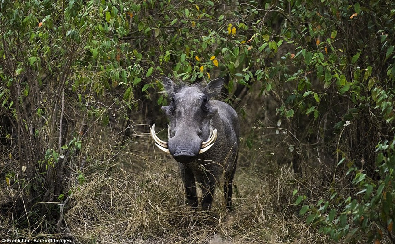 Man nhan voi bo anh dong vat hoang da o Kenya-Hinh-4